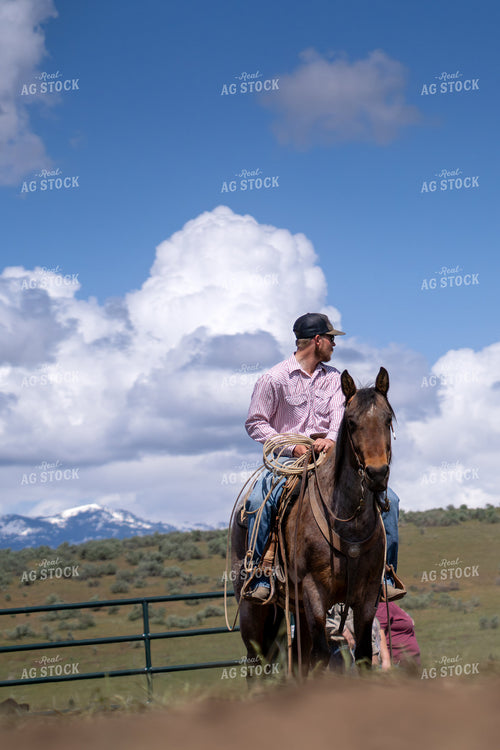 Working Calves 65436