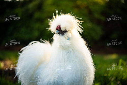Silkie Chicken 136103