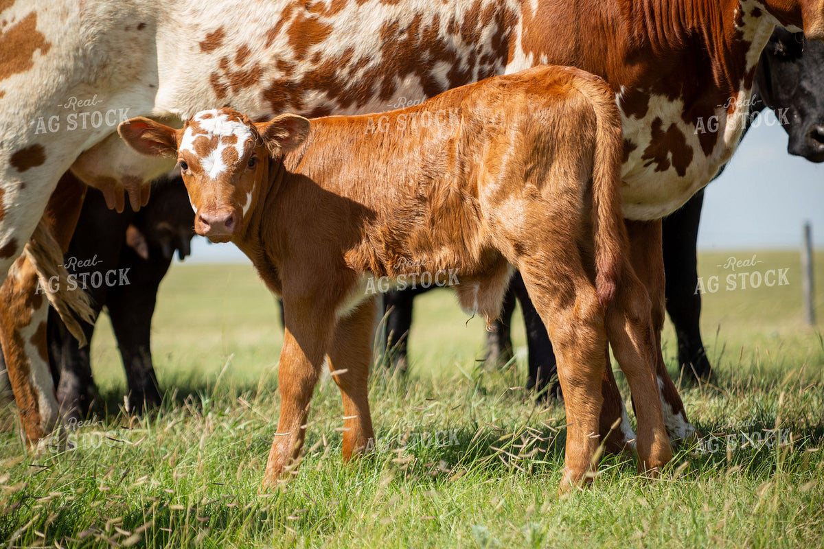 Young Longhorn  Calf Standing Among Cattle in Summer Pasture 406069