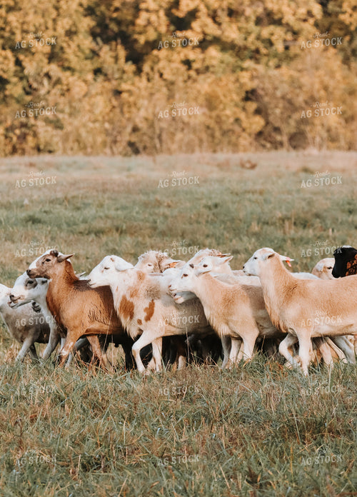 Sheep 220032