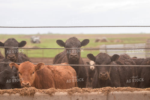 Angus Cattle at Feed Trough 72047