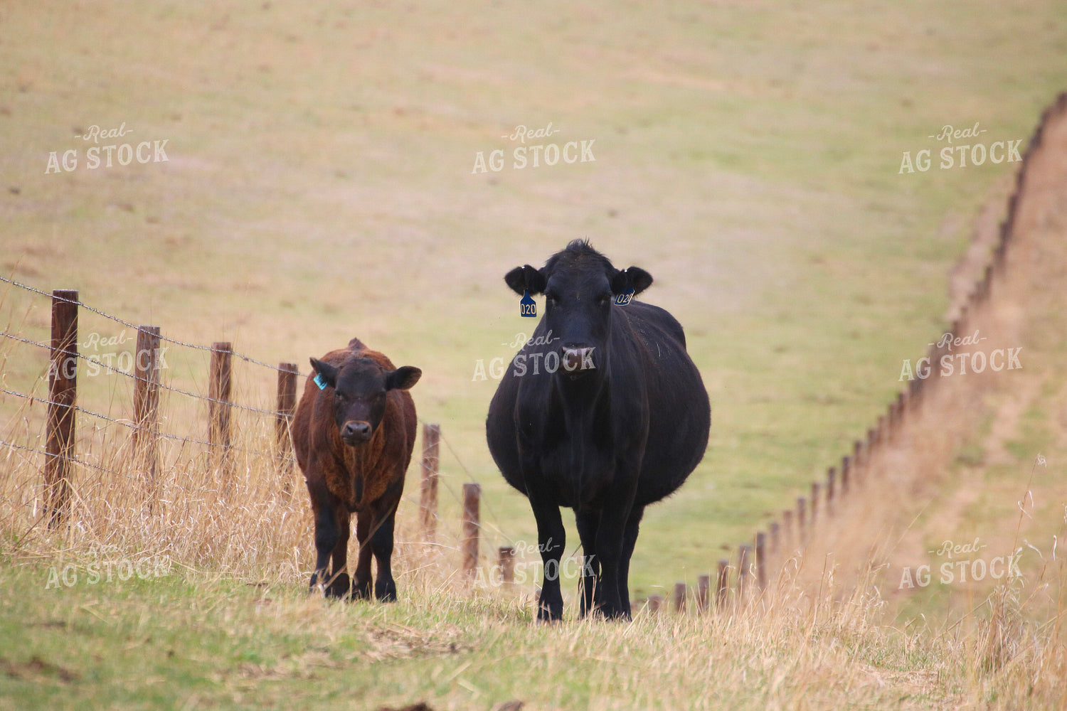 Angus Cow Calf Pair 82409
