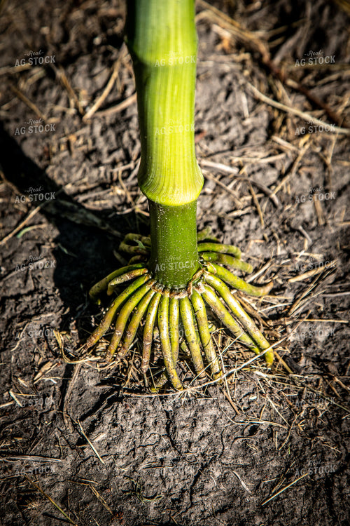 Corn Brace Roots 250137