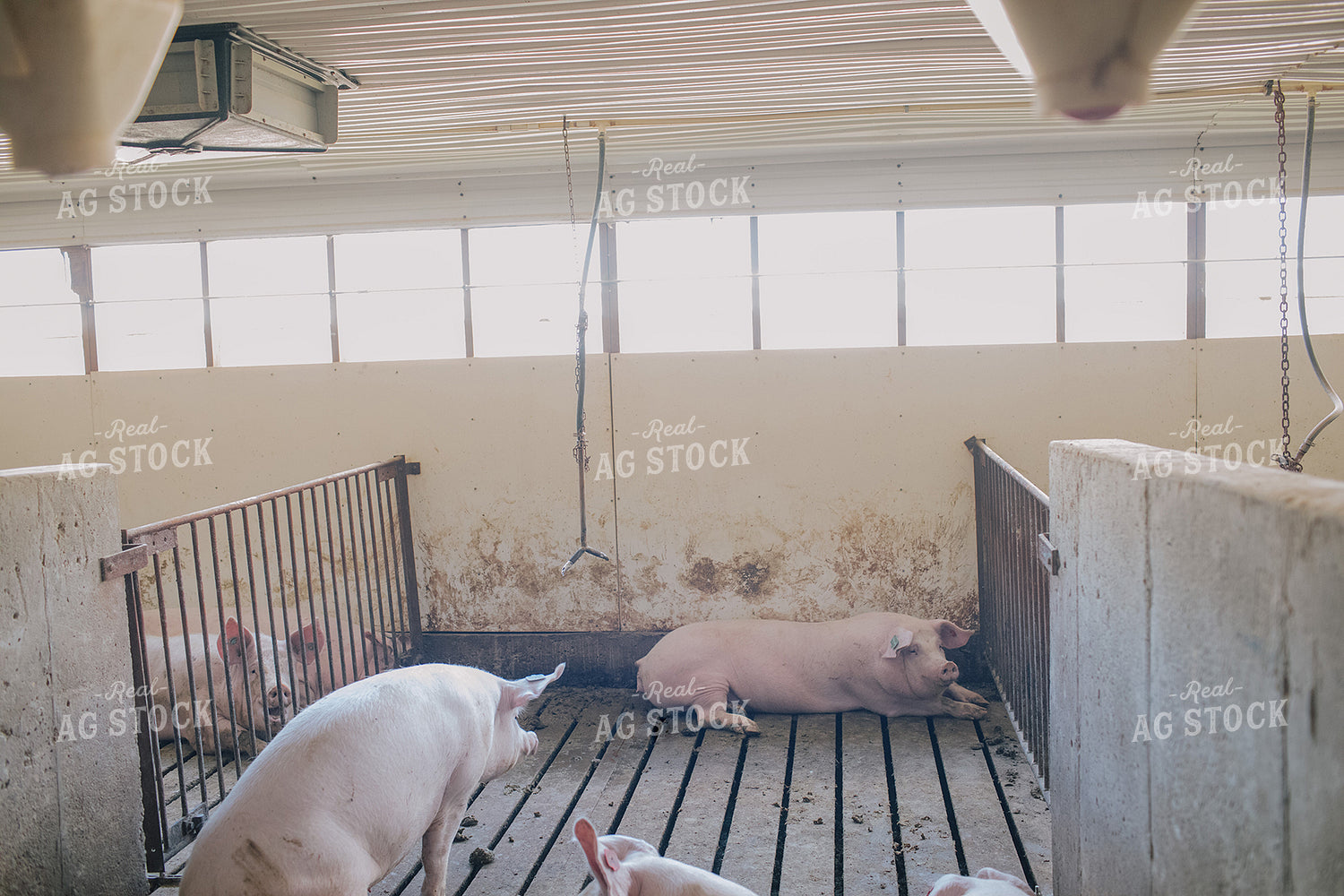 Pig in Pen in Modern Barn 3230