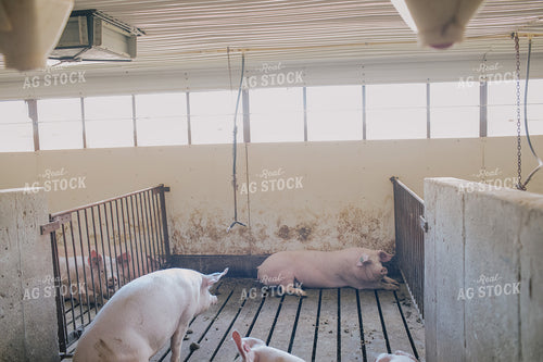 Pig in Pen in Modern Barn 3230