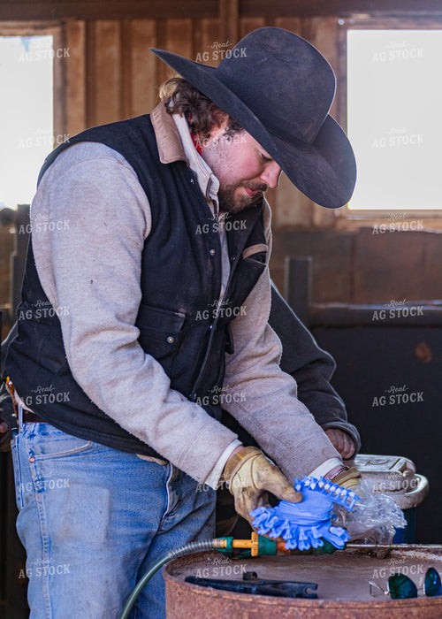 Rancher Working Cattle 231029
