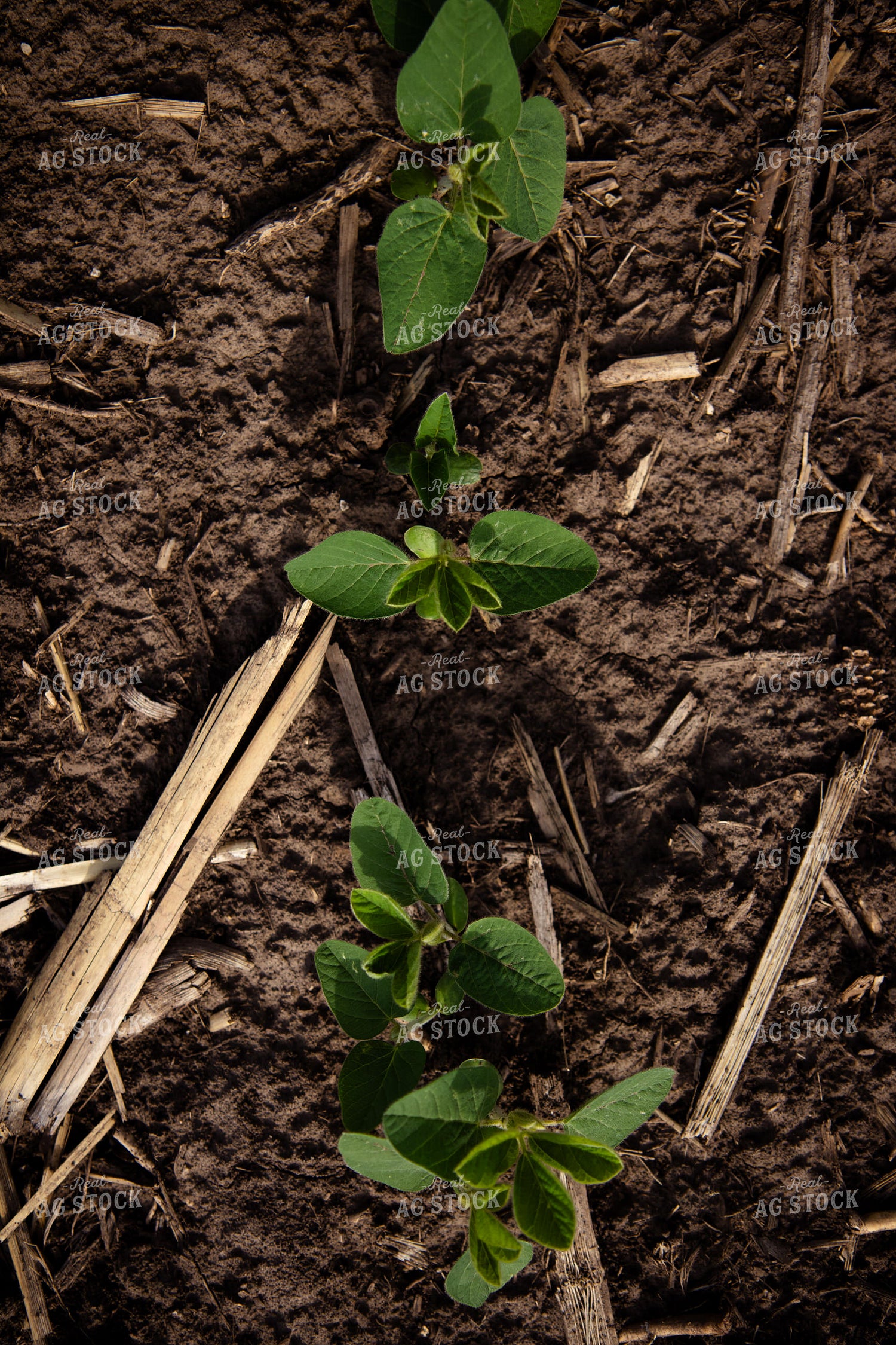 Early Growth Soybeans 268297