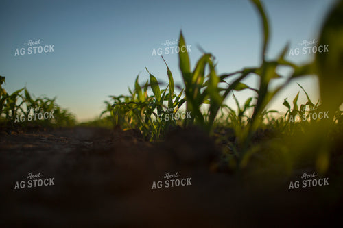 Corn - Early Growth 1094