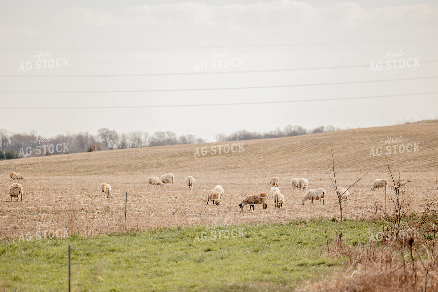 Sheep 104051