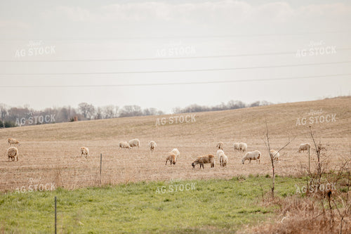 Sheep 104051