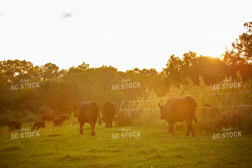 Cattle 2419