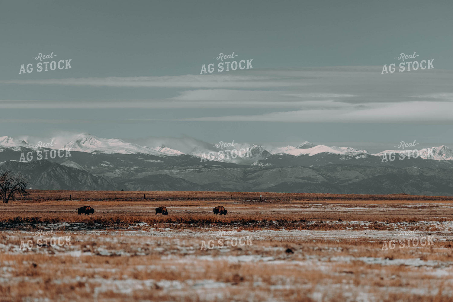 Buffalo in Pasture 266007