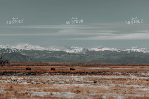Buffalo in Pasture 266007
