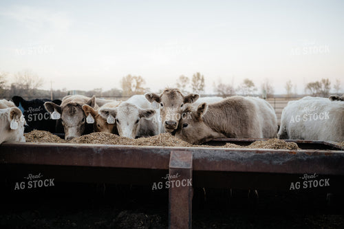 Charolais Cattle Earing at Feed Bunk 170012