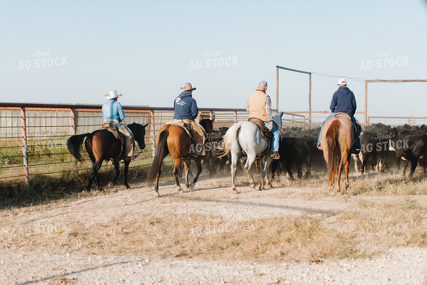 Ranchers on Horseback Moving Cattle 301065