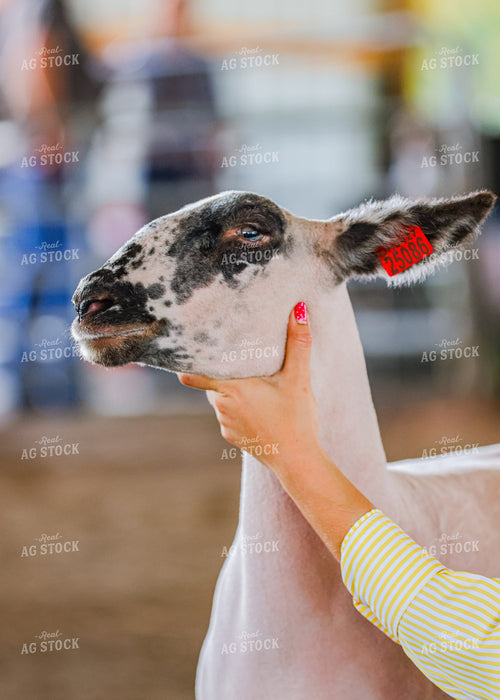 Showing Goats 160215