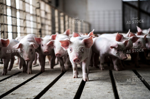 Piglets 197004