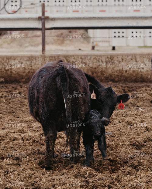 Cow Calf Pair 185197