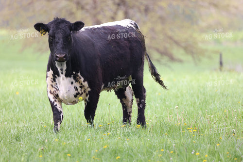 Cattle on Pasture 160295