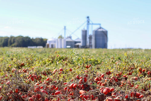 Tomato Field 109020