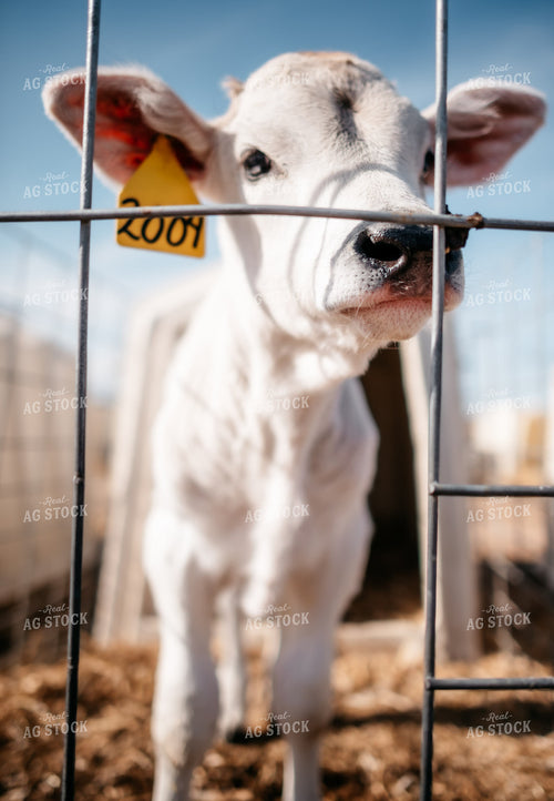 Calf in Pen 56604