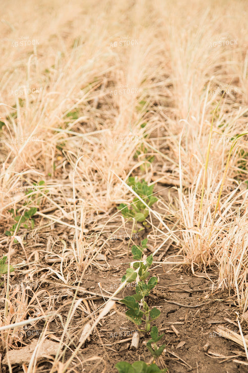 Soybeans Growing in Cover Crop 67351