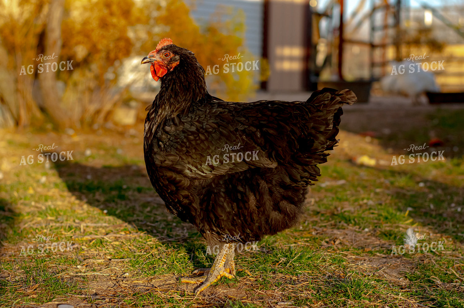 Chicken 283020