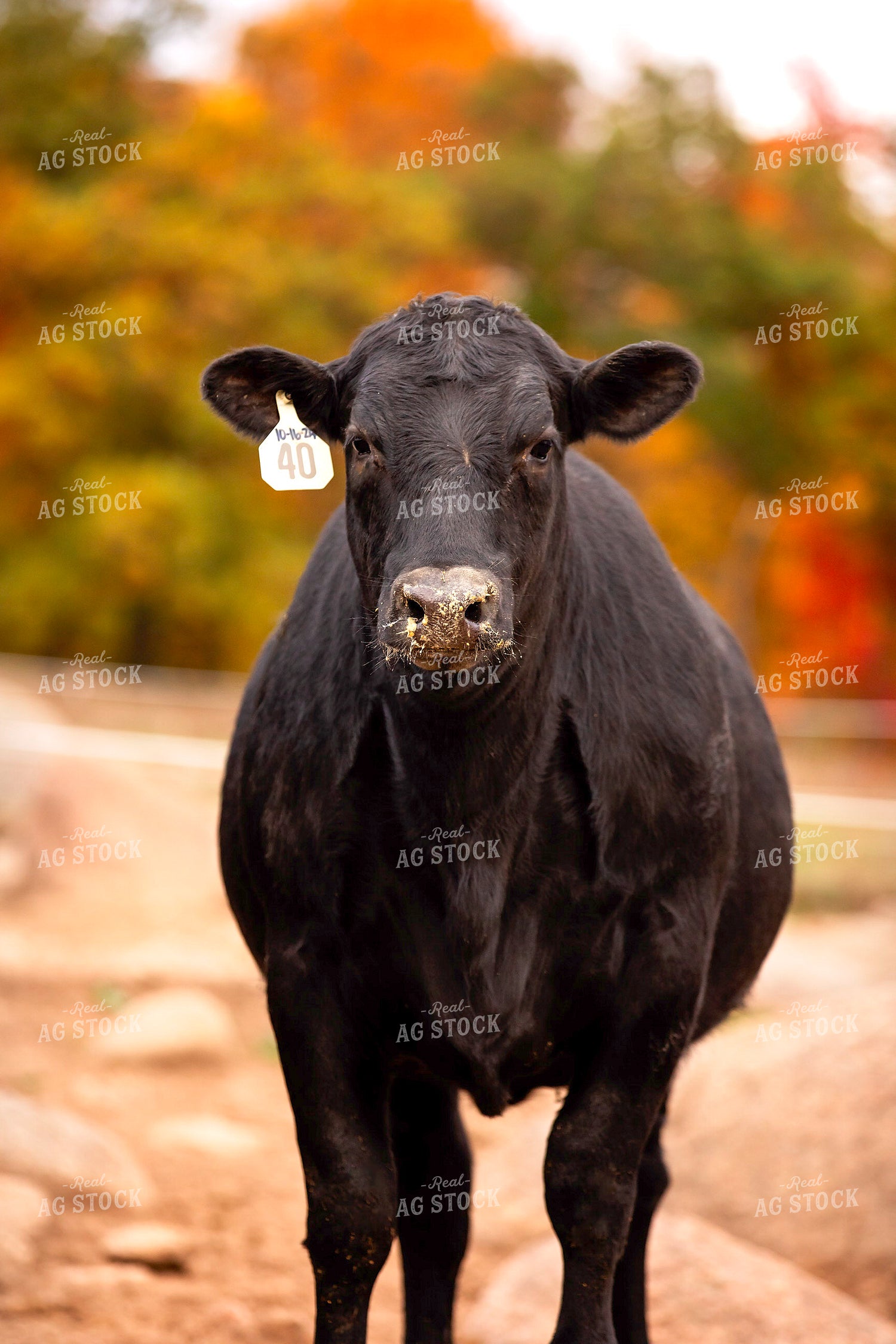 Black Angus Cattle on Pasture 55186