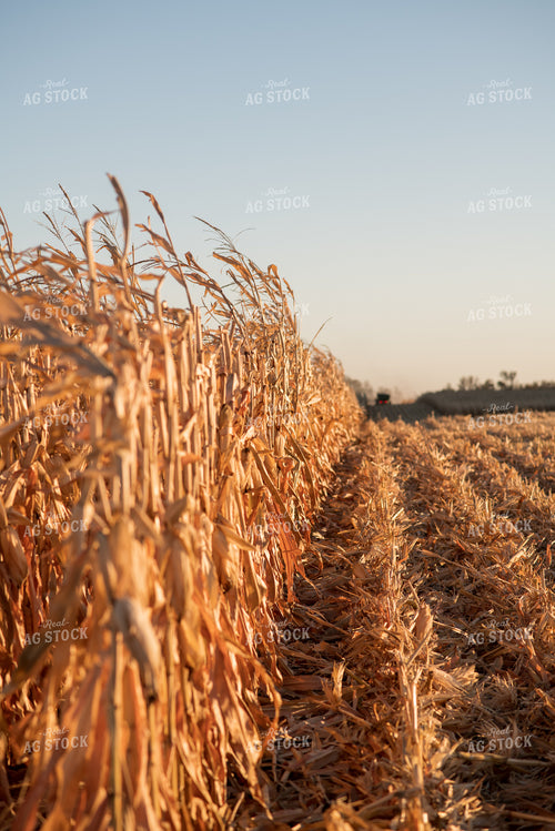 Corn Harvest 76714