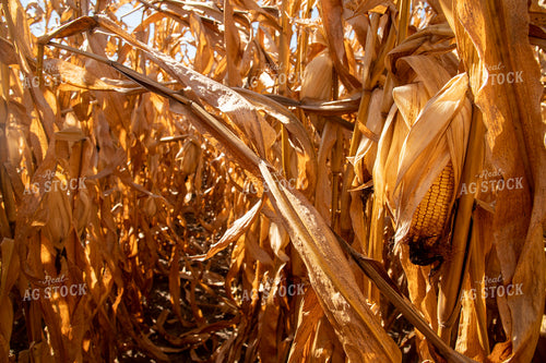 Dried Corn Waiting to be Harvested on a Sunny Day 25901