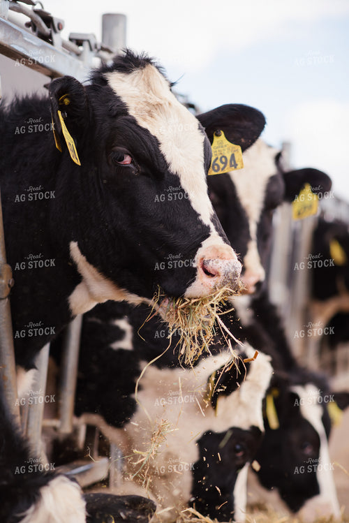 Holstein Cattle Eating 137072