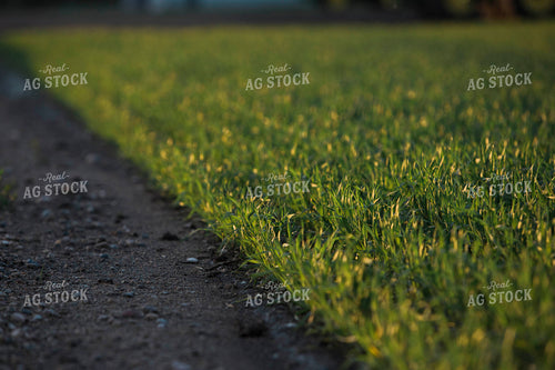 Up Close Wheat 5429