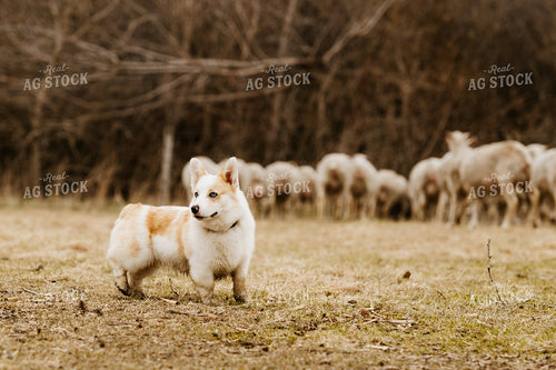 Dog in Pasture with Sheep 68149