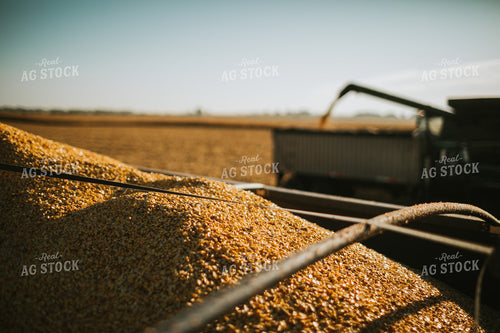 Augering Corn into Truck 4659