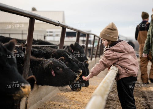 Farm Kids Feeding Cattle 219005