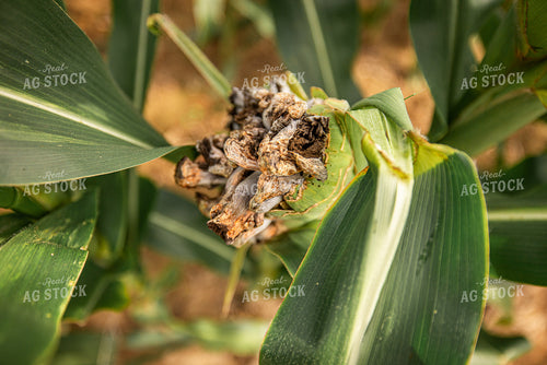 Corn Smut 270313