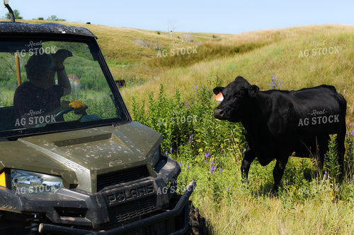 Rancher Checking Cattle 259009