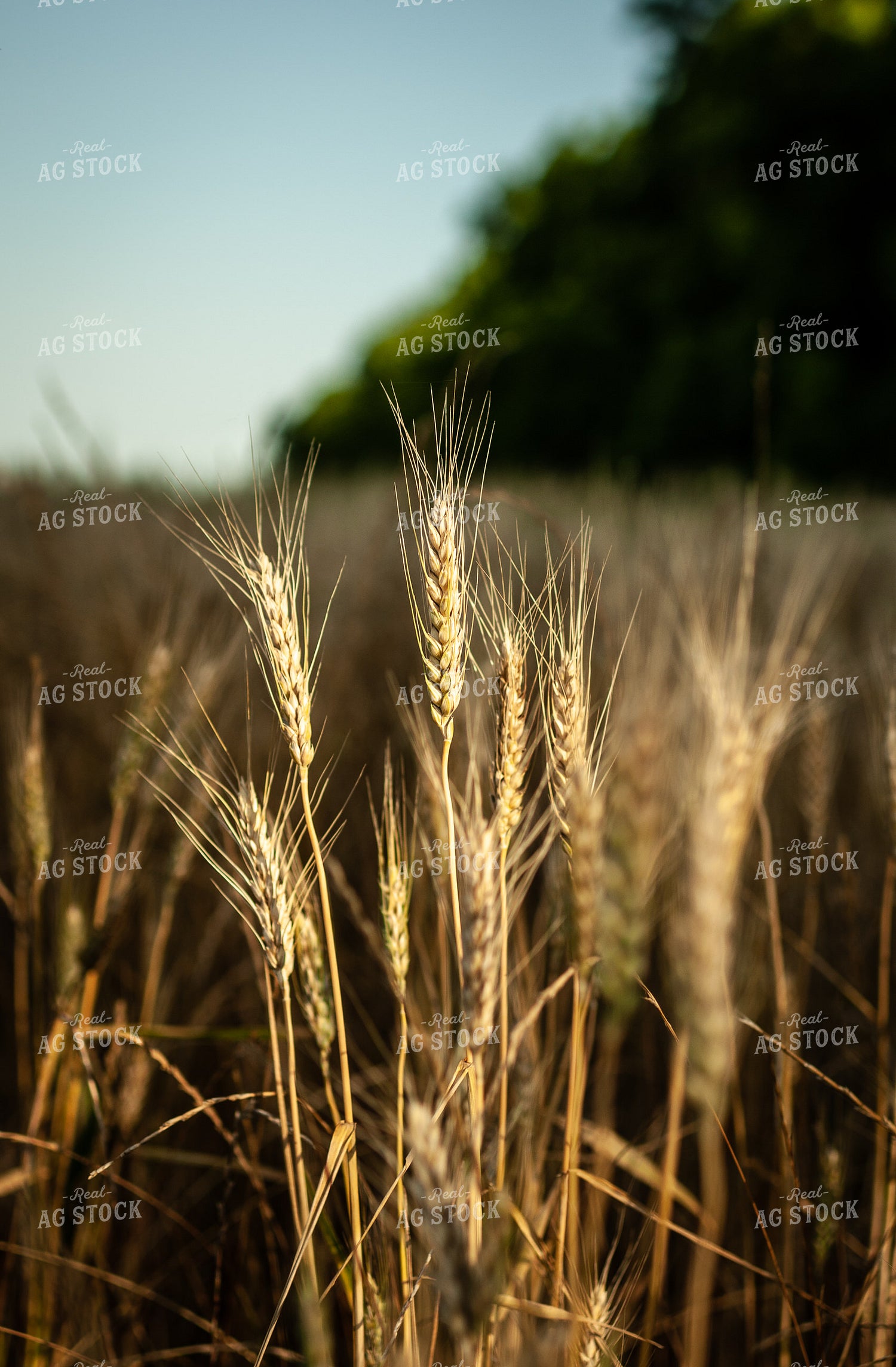 Dried Wheat in Field 59049