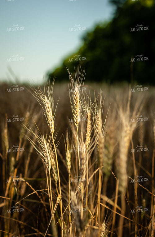 Dried Wheat in Field 59049