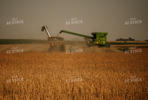 Soybean Harvest 185128