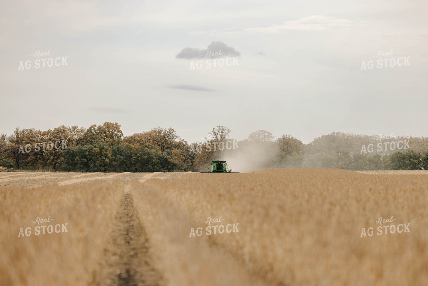 Harvesting Soybeans 152884