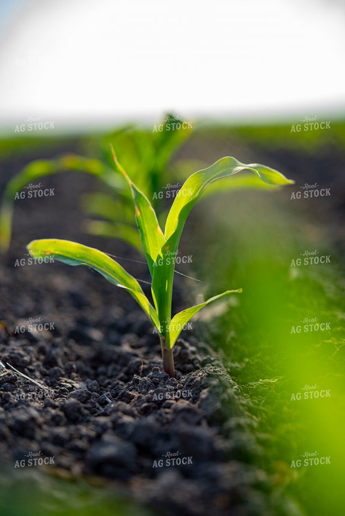 Early Growth Corn Plant 136088