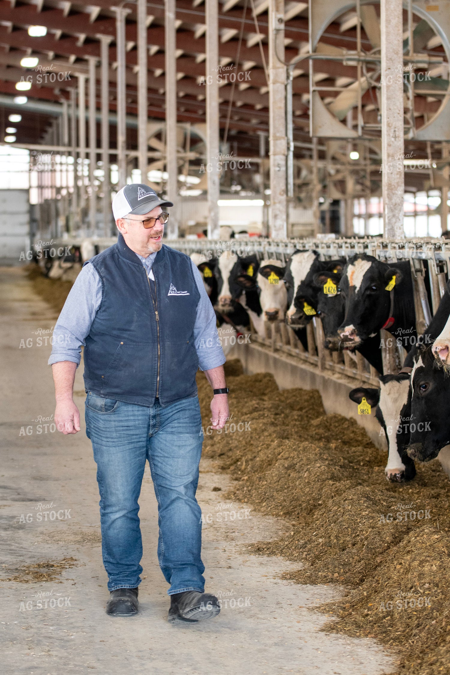 Farmer Walking in Dairy Barn Alley 271011