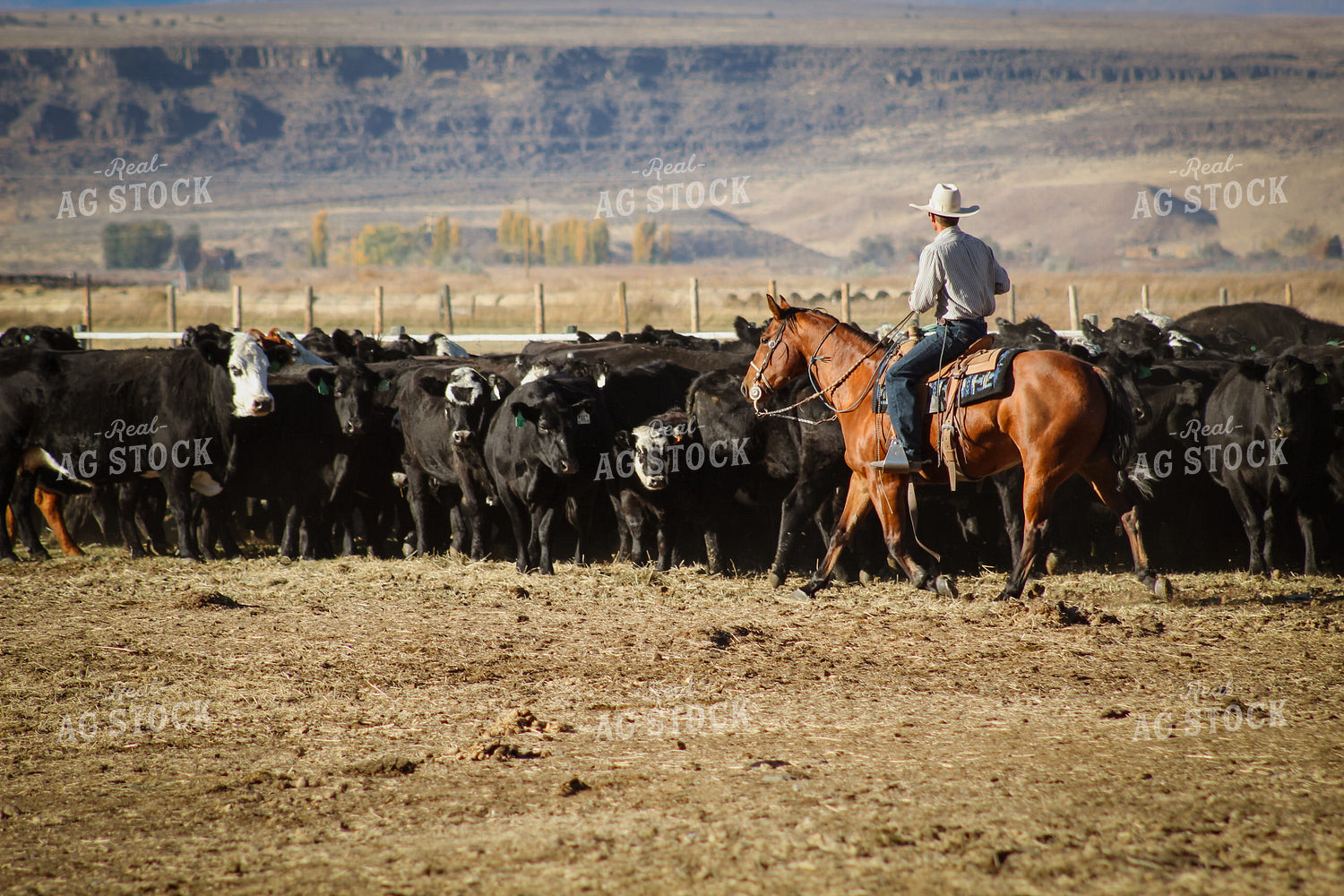 Rancher Moving Cattle on Horseback 78198