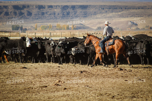 Rancher Moving Cattle on Horseback 78198