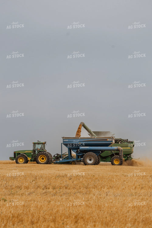 Wheat Harvest 187199