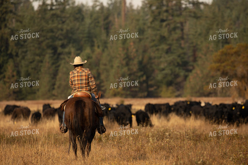 Rancher in Pasture with Cattle 66079