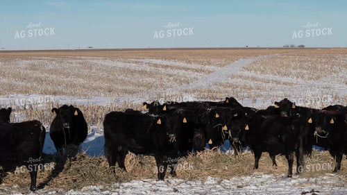 Aerial of Feeding Cattle in Winter 239526