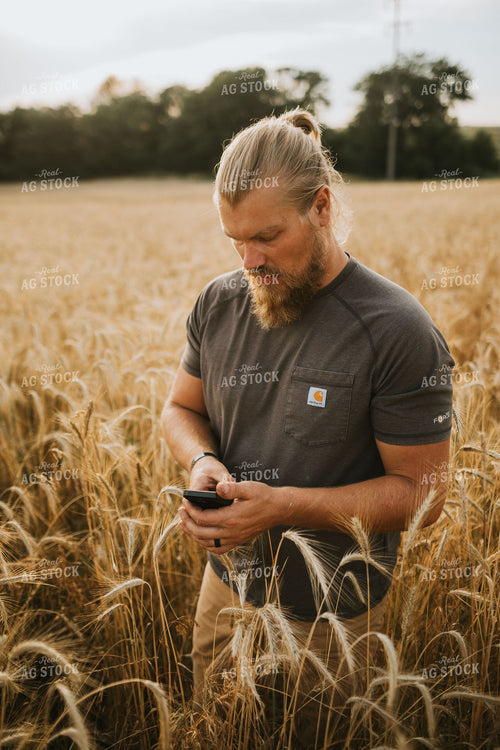 Farmer in Rye Field on Smart Phone 5991