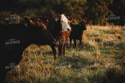Cows in Pasture at Sunset 3185